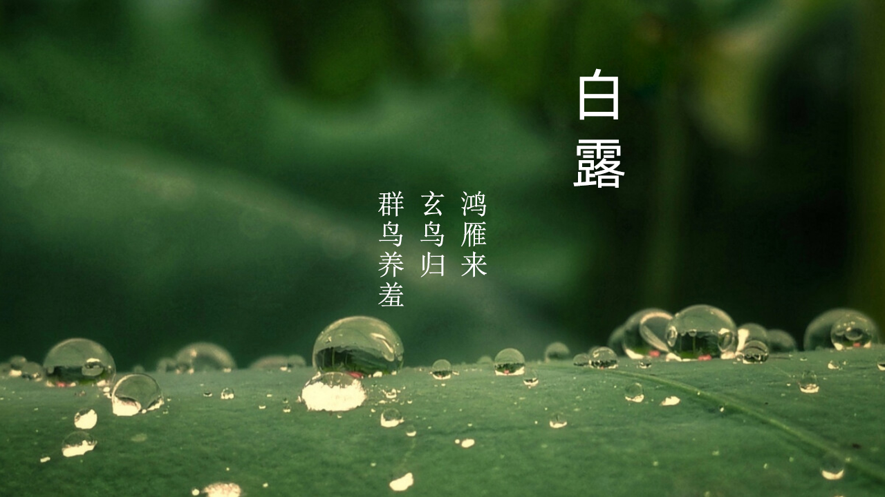 今日白露